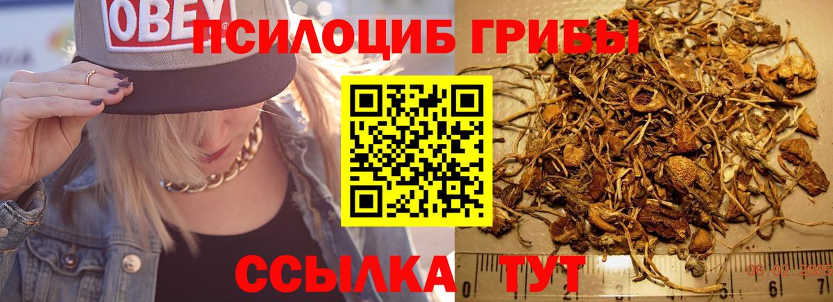 Псилоцибиновые грибы Psilocybine cubensis  Вход с VPN  Осинники 